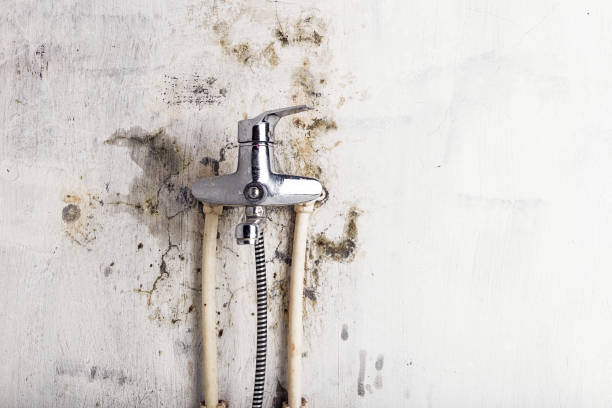 Best Industrial Mold Remediation in Osceola, MO