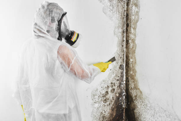 Best White Mold Remediation in Osceola, MO