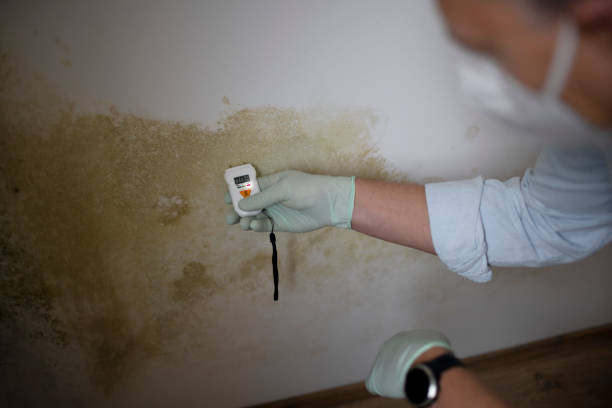 Best Mold Testing and Inspection Services in Osceola, MO