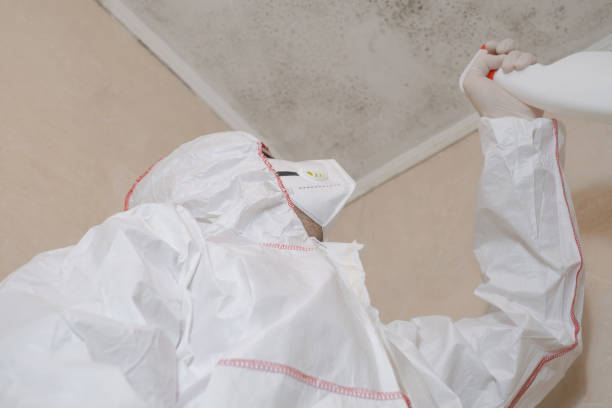 Best Health and Safety Mold Remediation in Osceola, MO