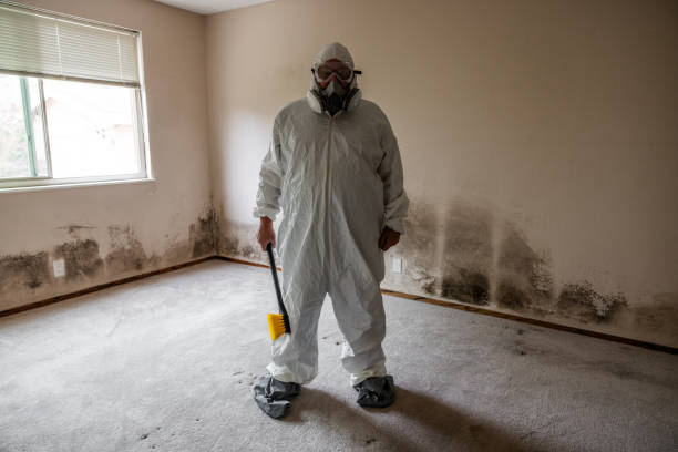 Best Post-Flood Mold Remediation in Osceola, MO
