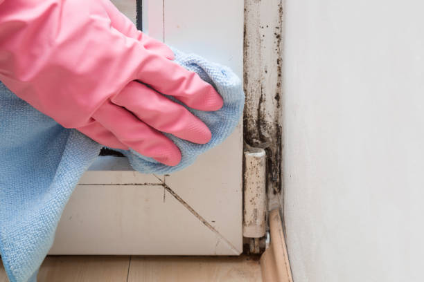 Best Mold Remediation for Specific Building Types in Osceola, MO